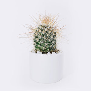 Money Plant