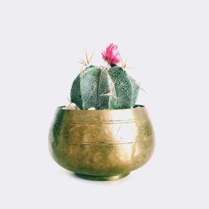 Boncellensis Secullant